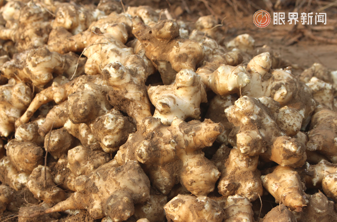 那拉集團攜手新疆農(nóng)科院開啟菊芋菊粉新紀元 領航特色乳品營養(yǎng)升級與可持續(xù)發(fā)展